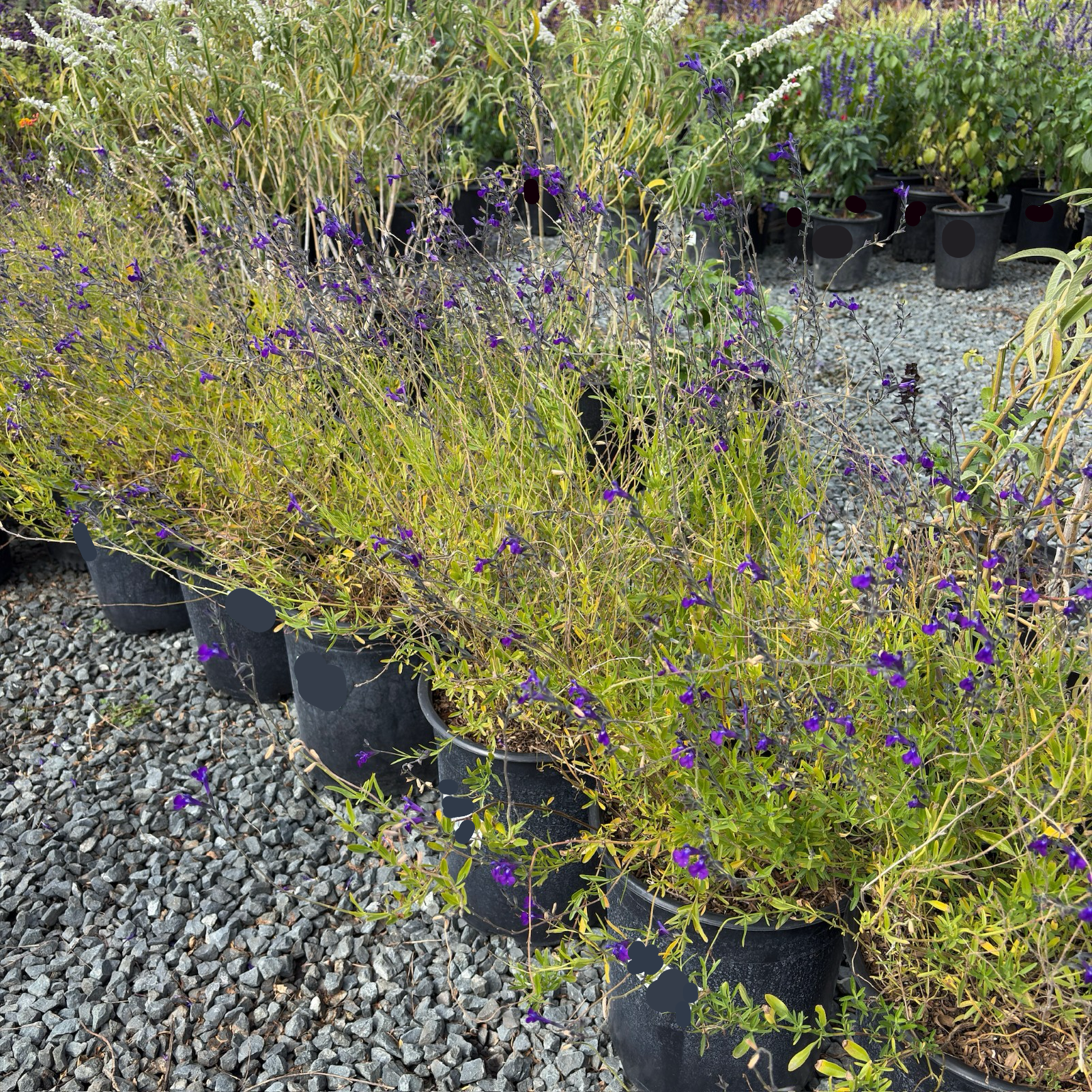 Nuevo Leon Autumn Sage (Salvia greggii 'Nuevo Leon') | Bright