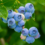 Close-up of O'Neal Blueberry on a branch with green leaves.