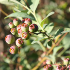 Close-up of O'Neal Blueberry on a branch with blurred green leaves in the background