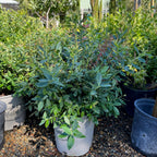 Potted O'Neal Blueberry in a garden setting with other plants and pots around