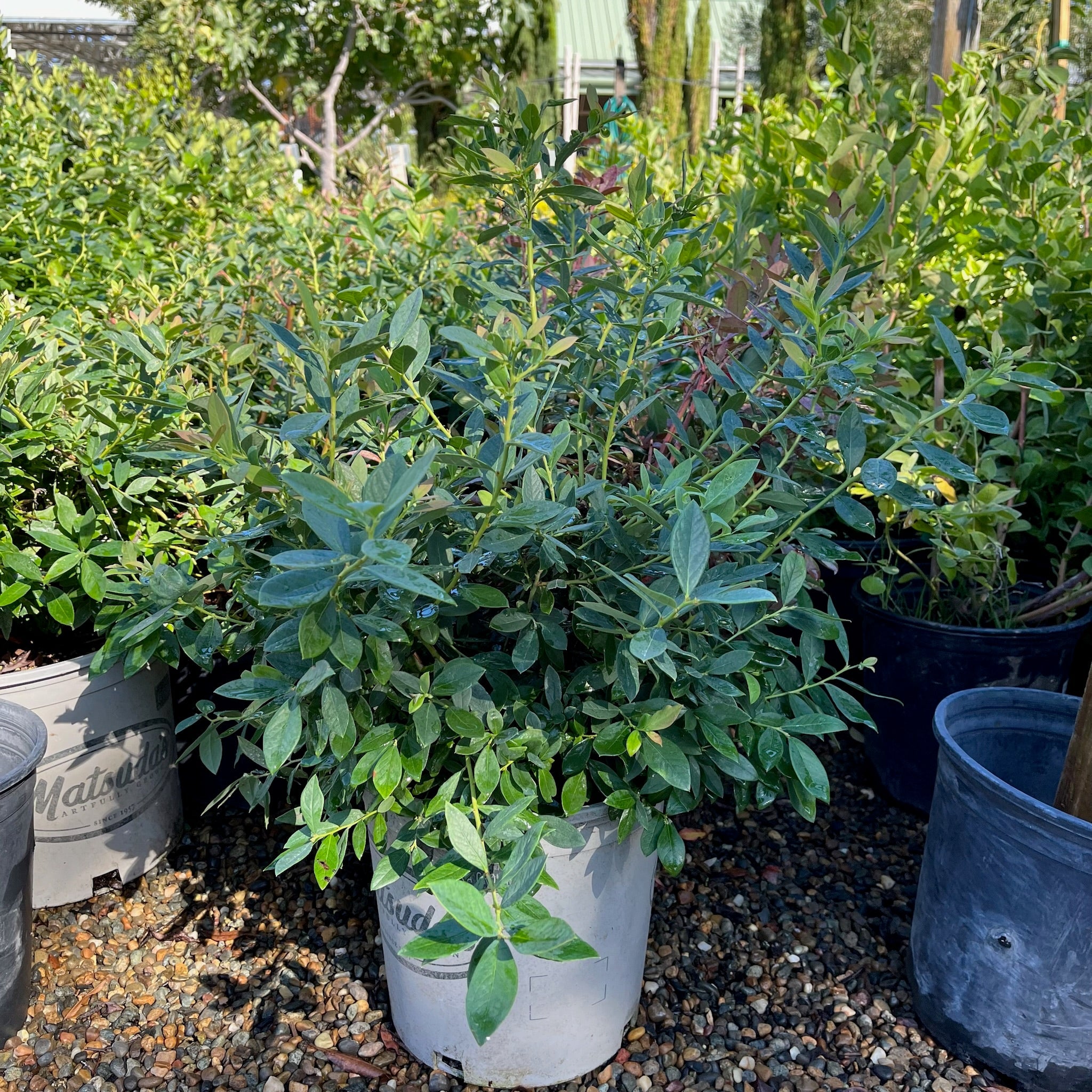 Potted O'Neal Blueberry in a garden setting with other plants and pots around