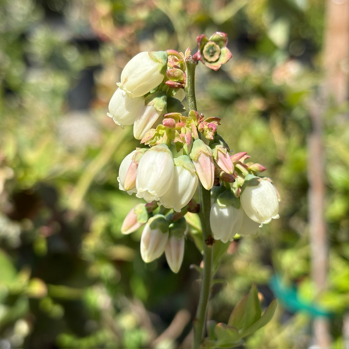 Close-up of white flowers O'Neal Blueberry with green leaves on a blurred natural background