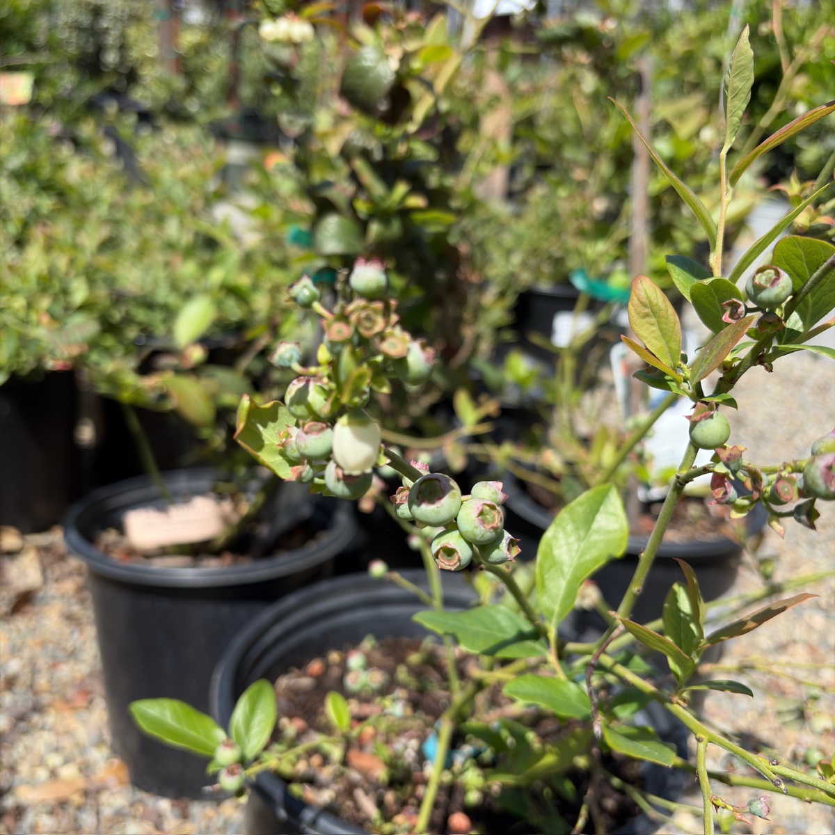 O'Neal Blueberry plants in pots with green leaves and small berries in a garden setting.