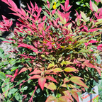 Obsession Nandina Plant with red and green leaves in a natural setting