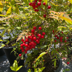 Red berries on a Obsession Nandina plant with green leaves