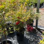 Potted Obsession Nandina plants with red berries on a gravel surface