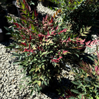 Potted Obsession Nandina with red and green leaves on a gravel surface