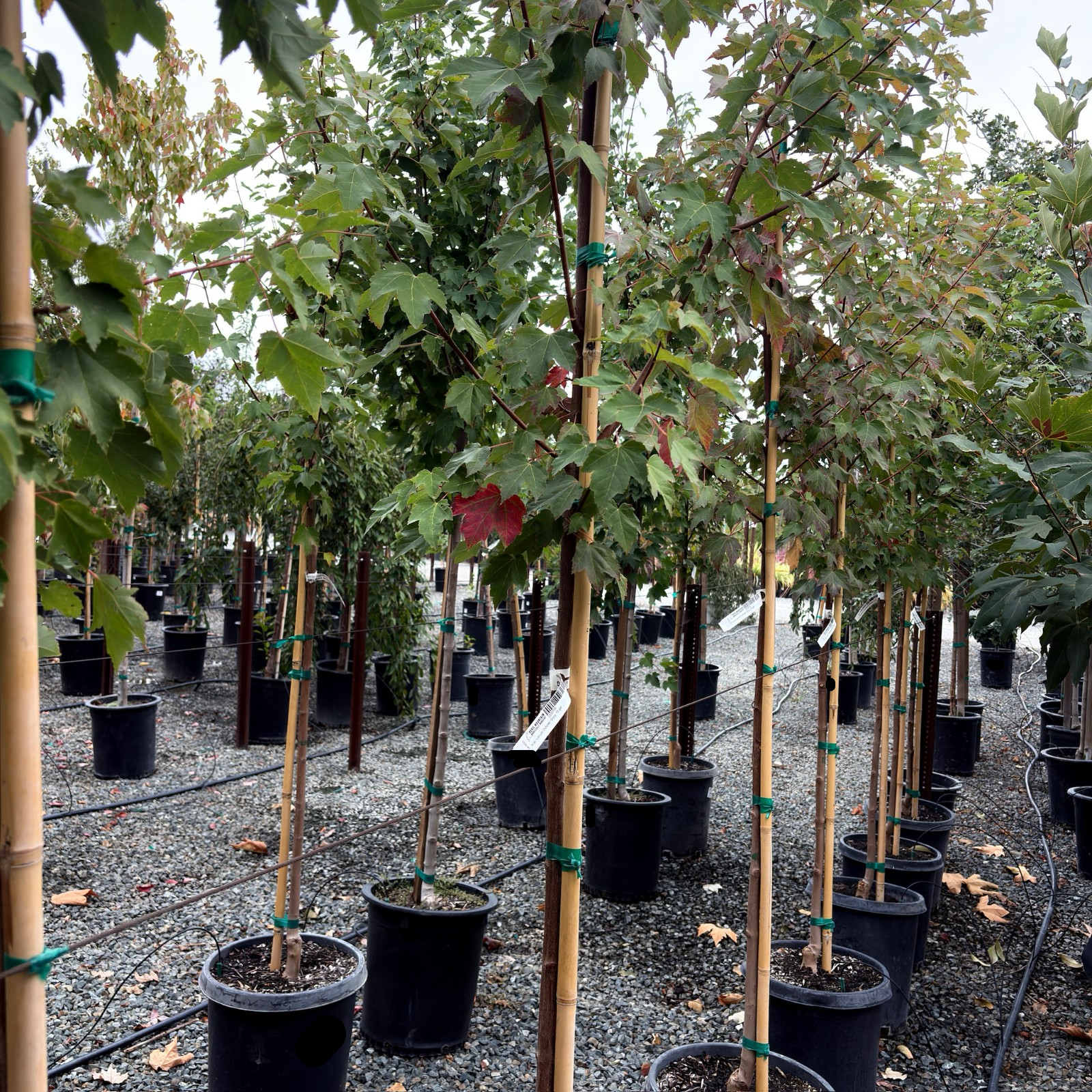 October Glory Red Maple