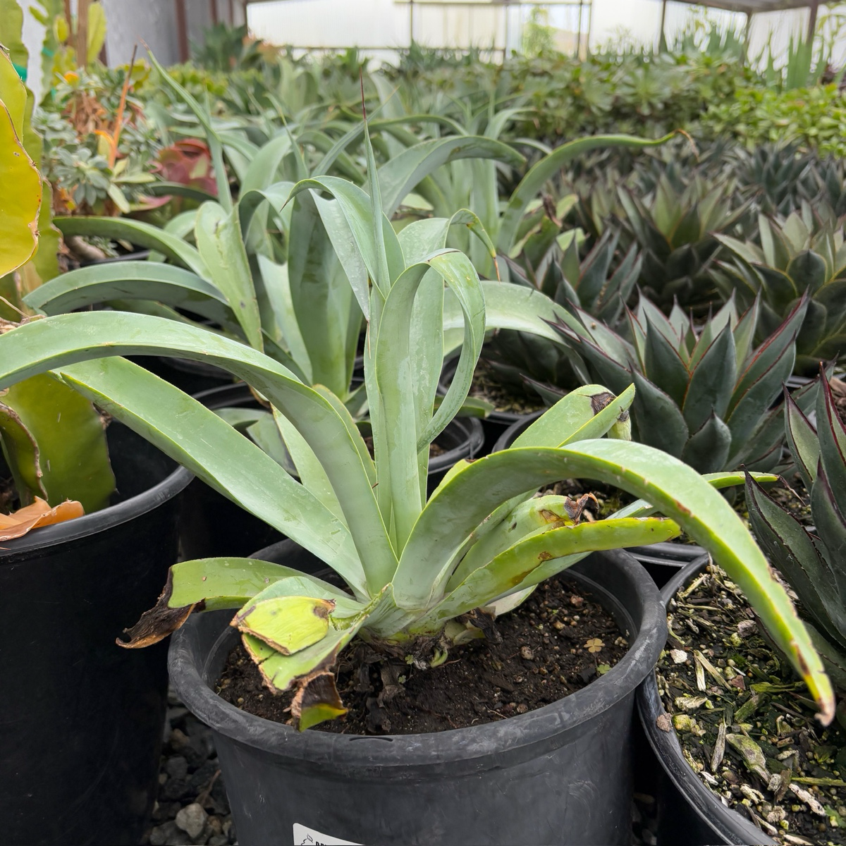 octopus looking succulent Octopus Agave