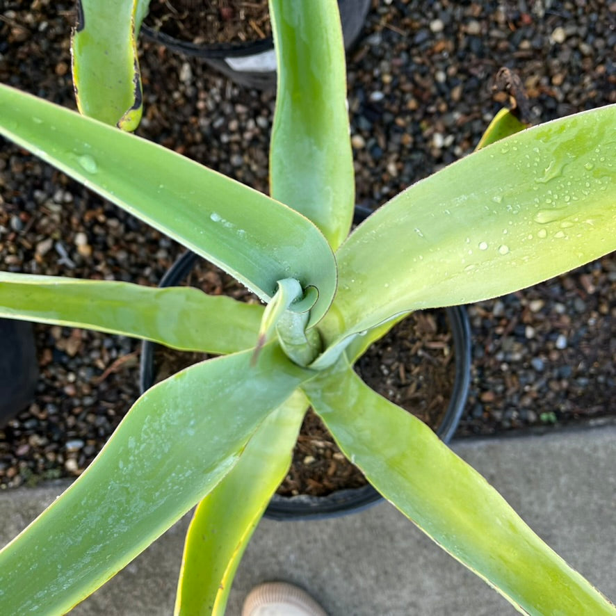 Octopus Agave