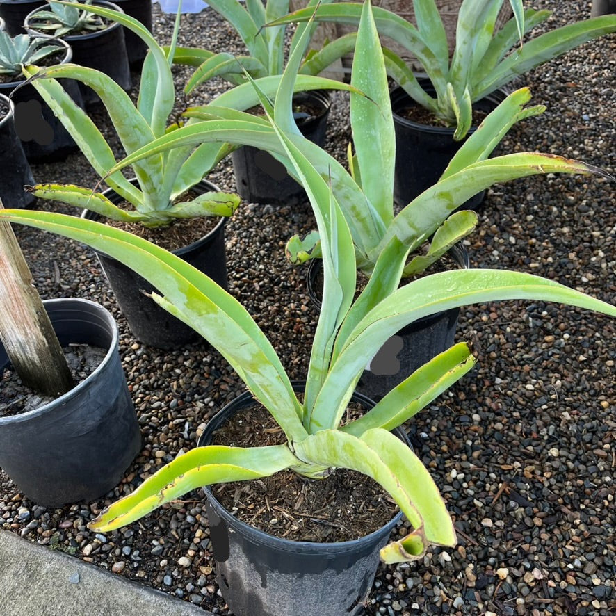 octopus succulent Octopus Agave