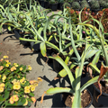 Octopus Agave