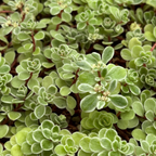 Close-up of green Ogon Stonecrop plants with a soft focus background