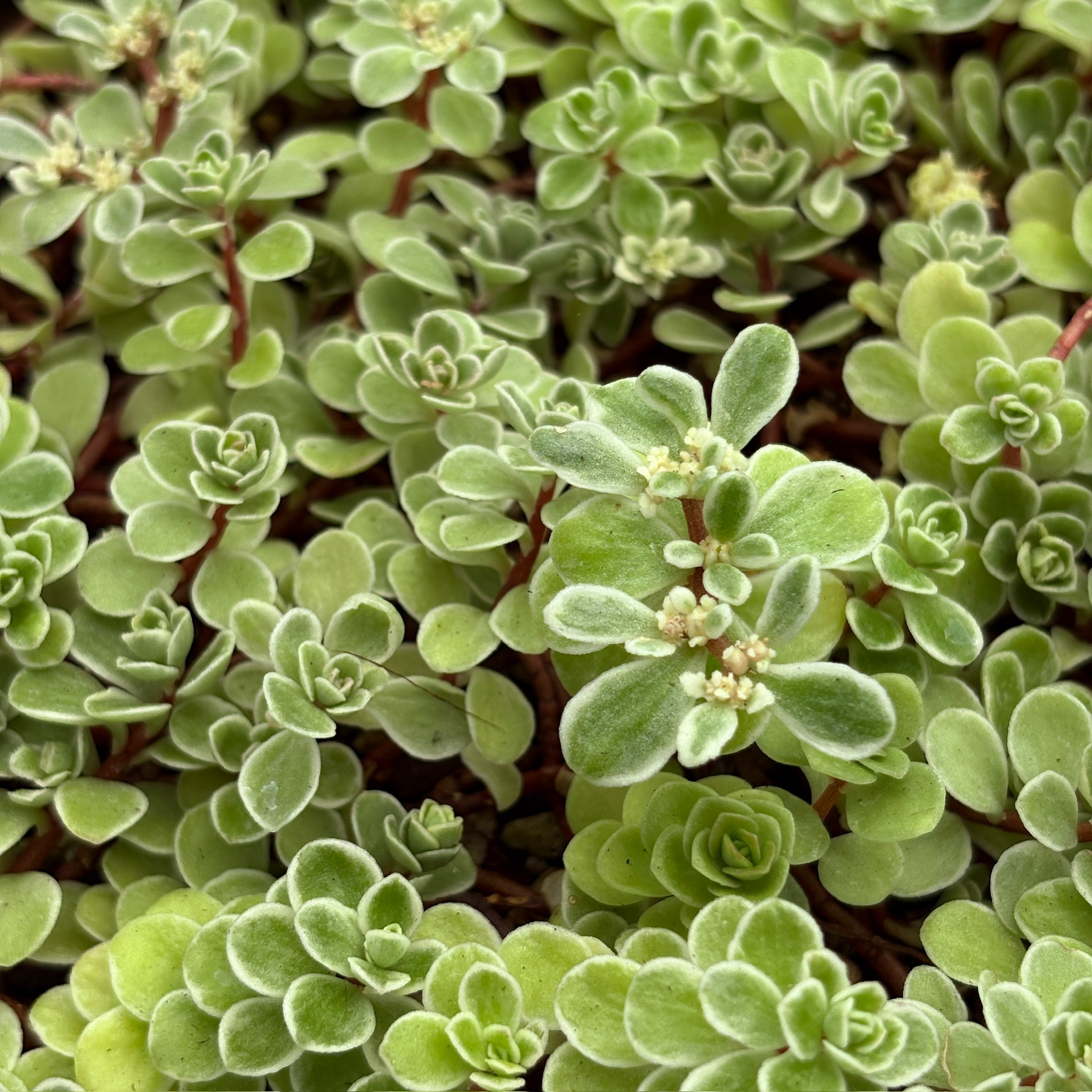 Close-up of green Ogon Stonecrop plants with a soft focus background