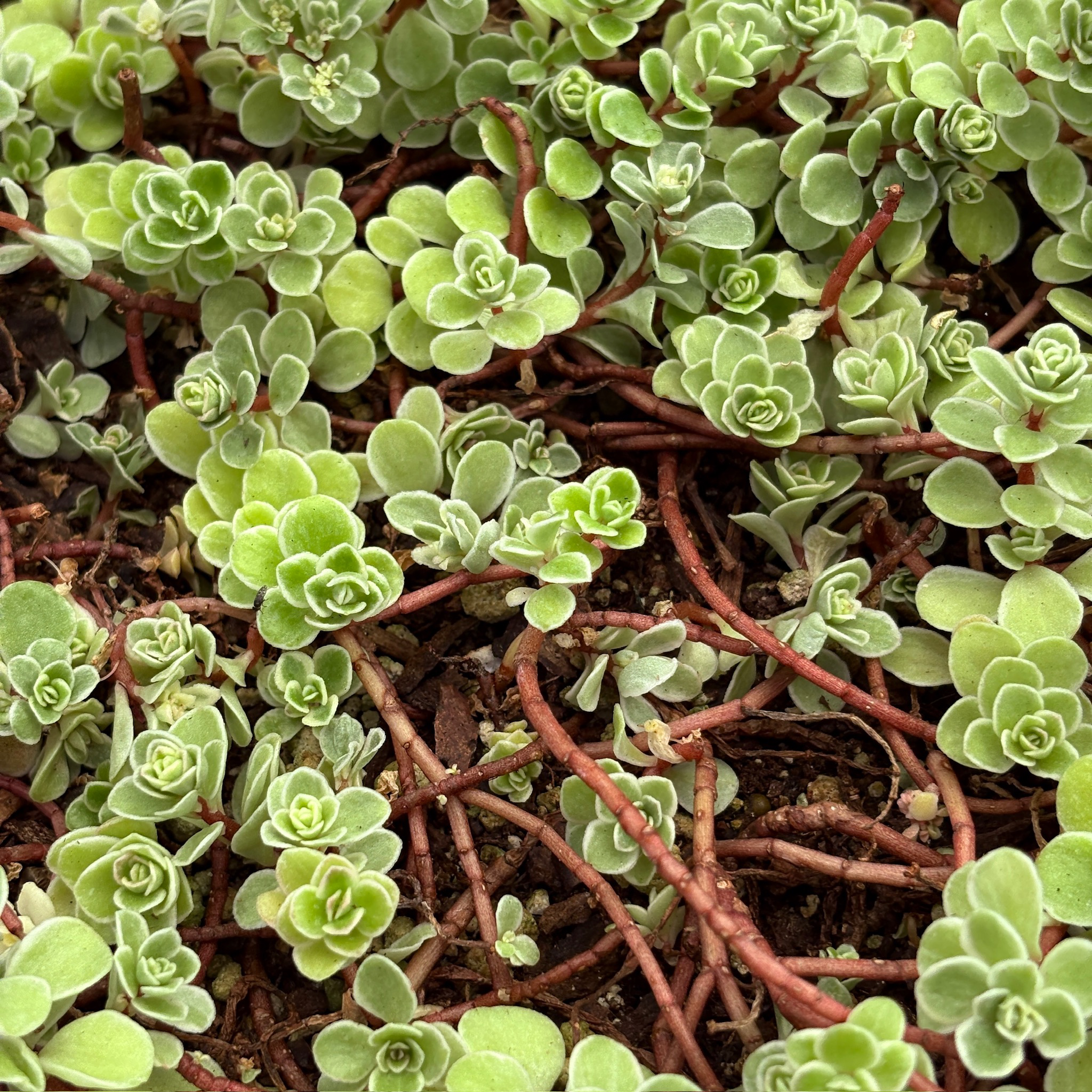 Close-up of Ogon Stonecrop plants with red stems