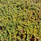 Close-up of a dense patch of Golden Japanese Stonecrop
