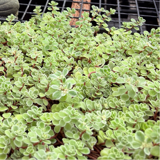 ogon succulent Ogon Stonecrop Groundcover