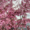 Okame Flowering Cherry