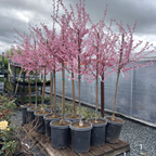 Okame Flowering Cherry