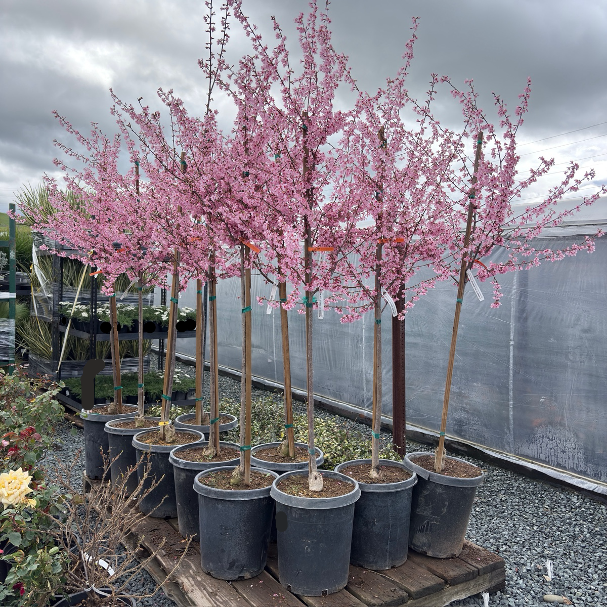 Okame Flowering Cherry