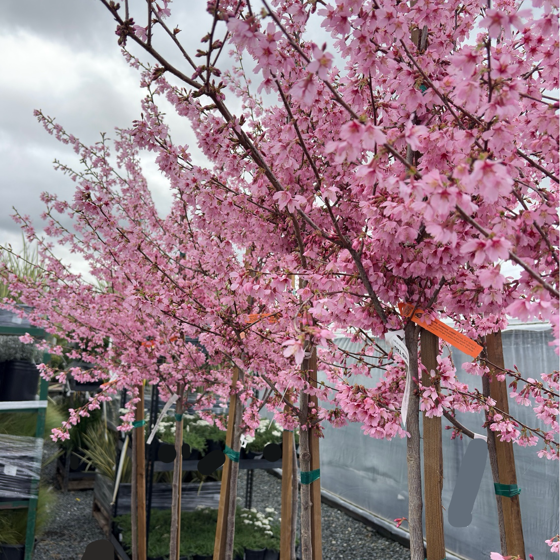 Okame Flowering Cherry | Early Pink Spring Blossoms & Fall Color Okame Flowering Cherry | Early Pink Spring Blossoms & Fall Color
