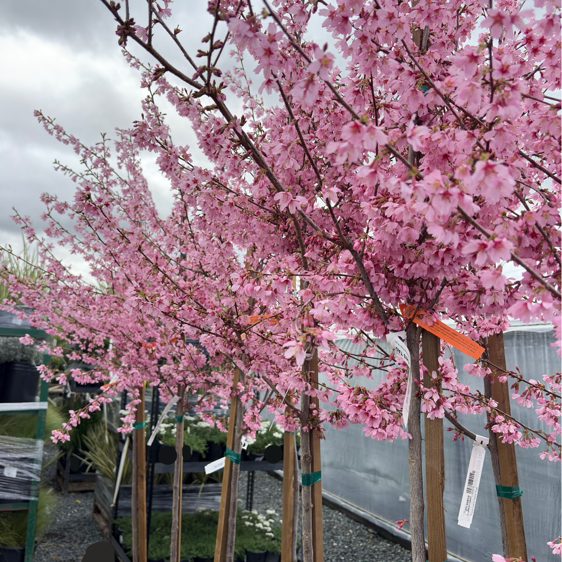 Okame Flowering Cherry