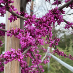 Oklahoma Redbud