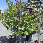 Oklahoma Redbud