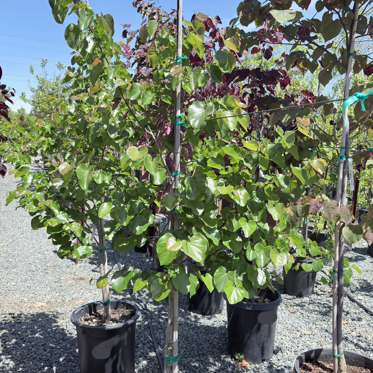 Oklahoma Redbud