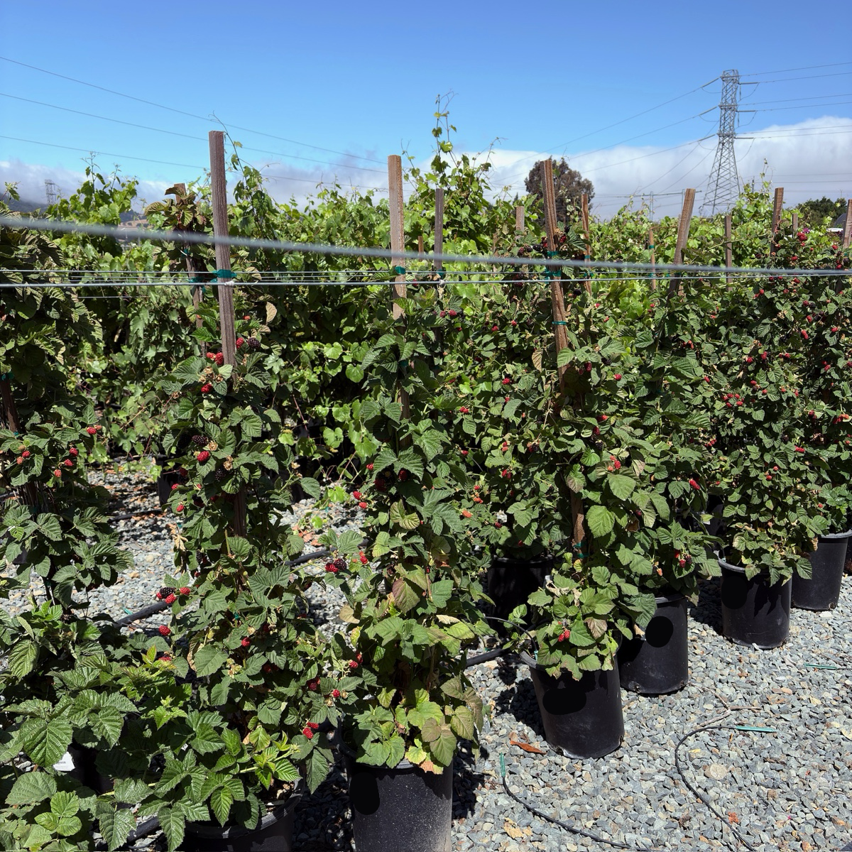 Olallie Blackberry