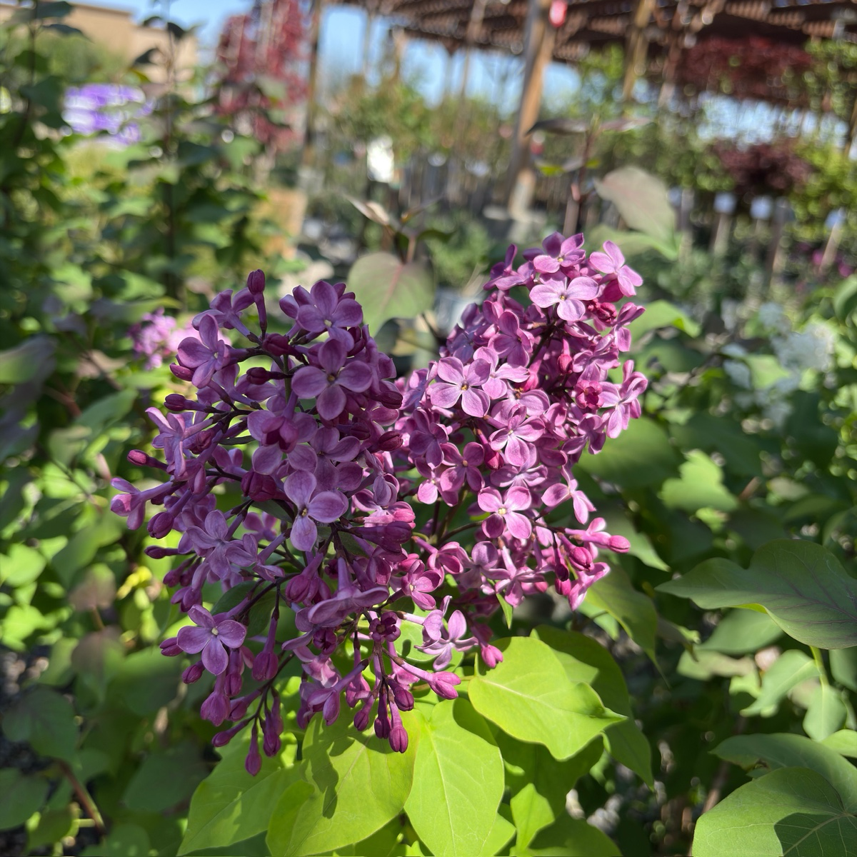 Old Glory Lilac
