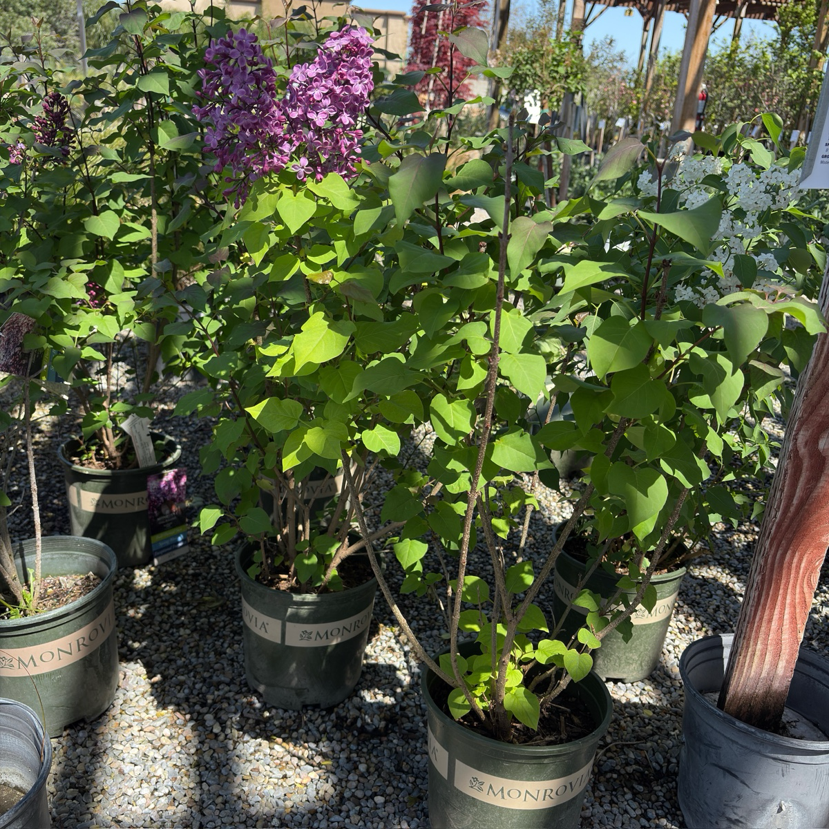 lilac plant pots Old Glory Lilac