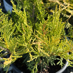 Old Gold Chinese Juniper