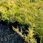 Old Gold Chinese Juniper