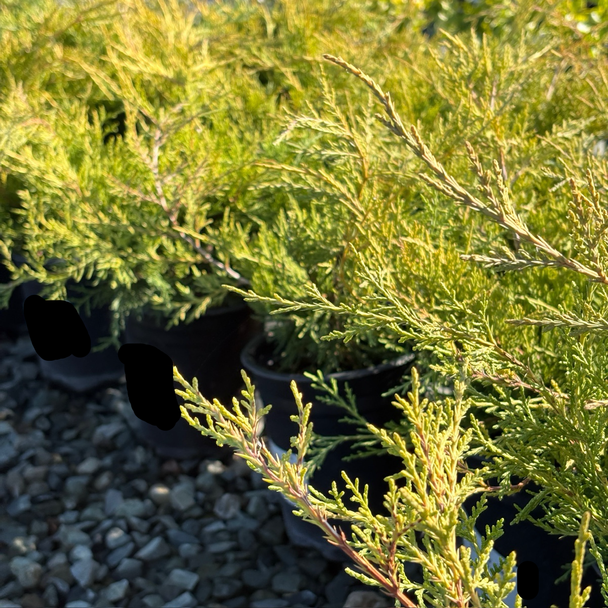 Old Gold Chinese Juniper