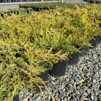 Old Gold Chinese Juniper