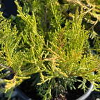 Old Gold Chinese Juniper