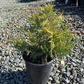 Old Gold Chinese Juniper