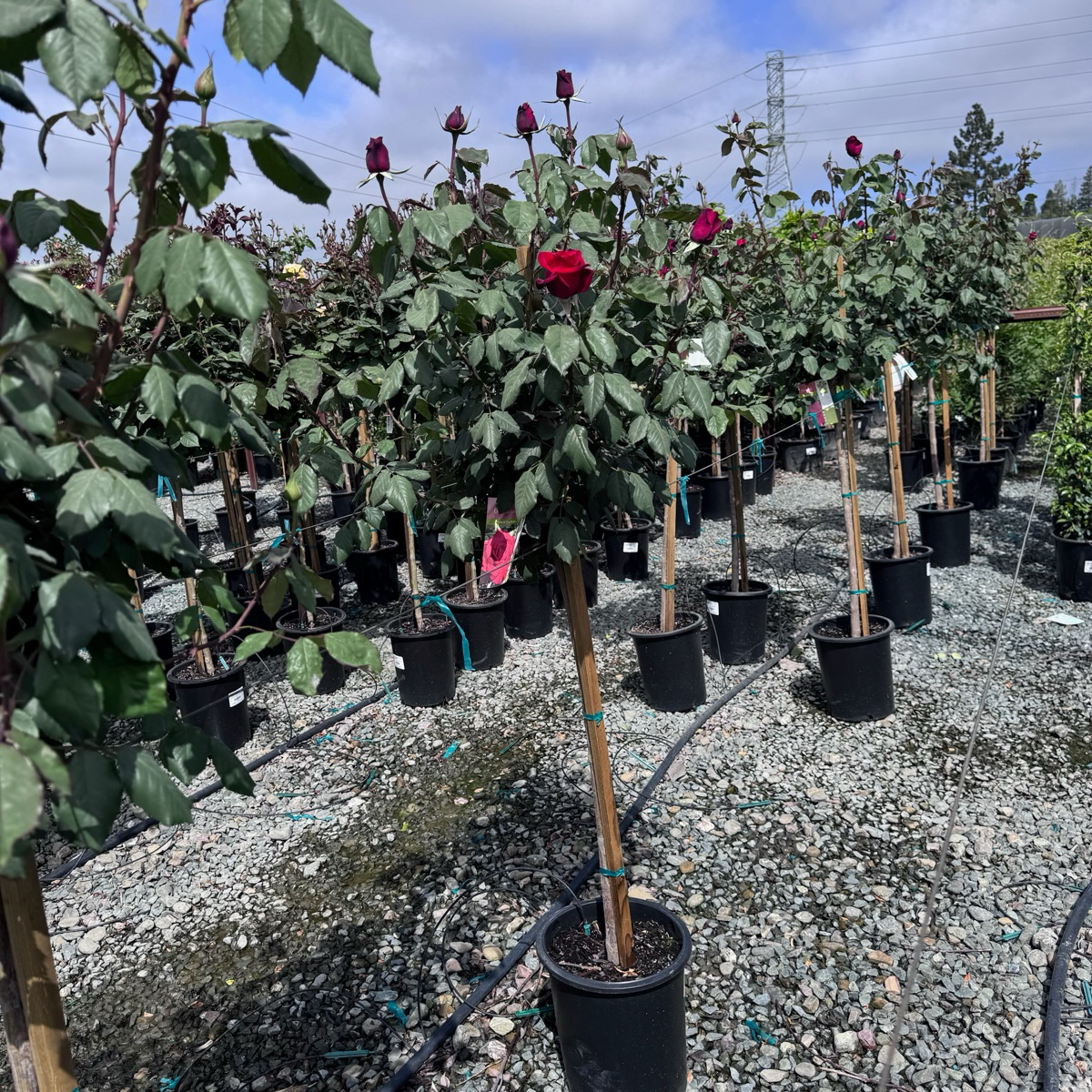 Olympiad Hybrid Tea Rose