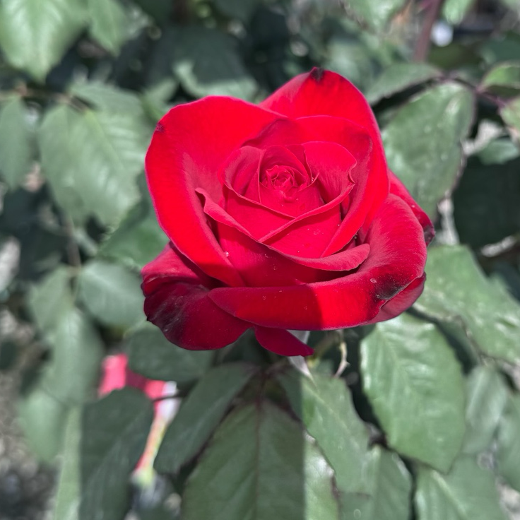 Olympiad Hybrid Tea Rose