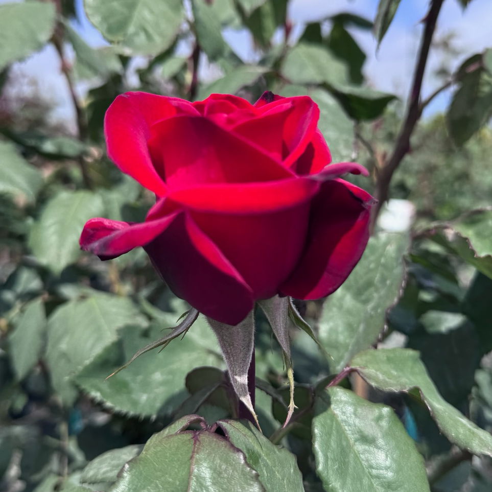 Olympiad Hybrid Tea Rose