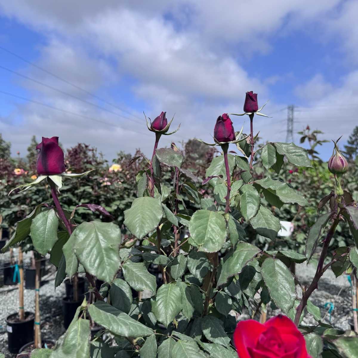 Olympiad Hybrid Tea Rose