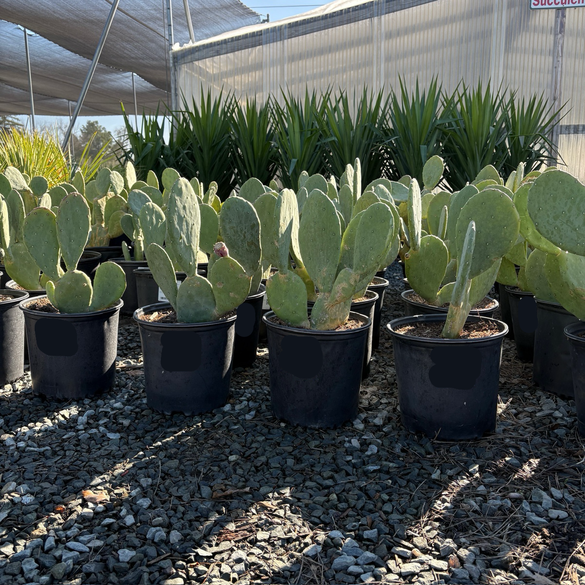 prickly pear cactus buy Spineless Prickly Pear