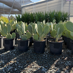 Opuntia cacanapa 'Ellisiana'