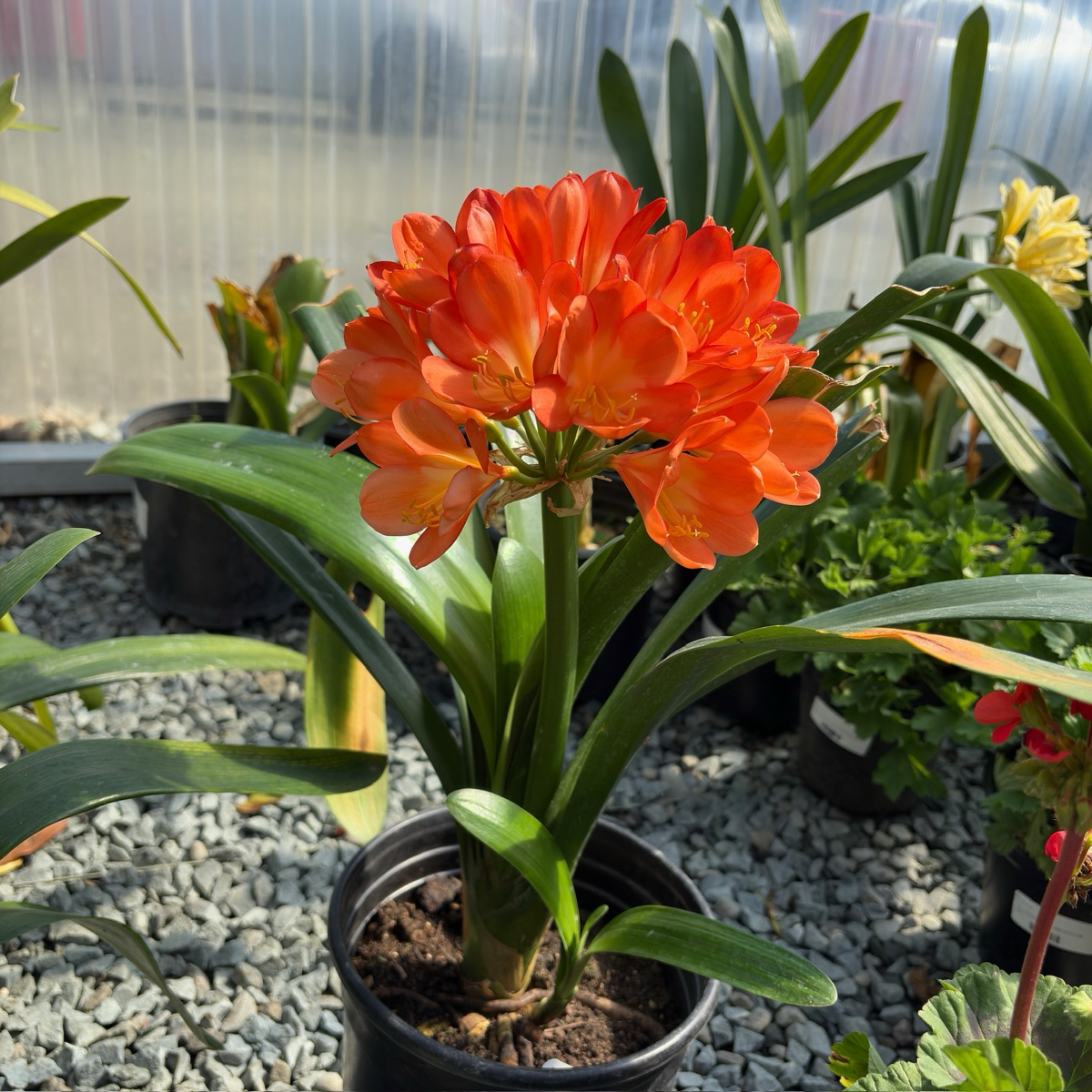 Potted orange flower Orange Belgian Hybrid Bush Lily with green leaves in a garden setting