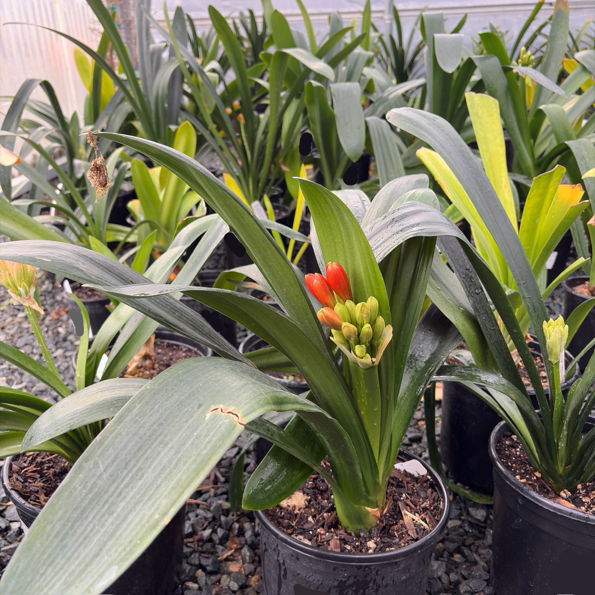 Orange Belgian Hybrid Bush Lily