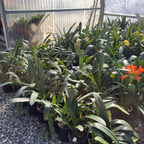 Orange Belgian Hybrid Bush Lily