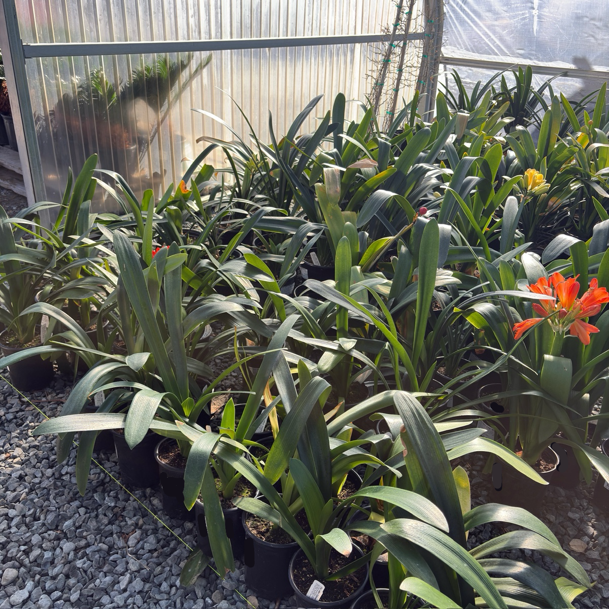 Orange Belgian Hybrid Bush Lily