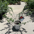 Orange Flowering Quince