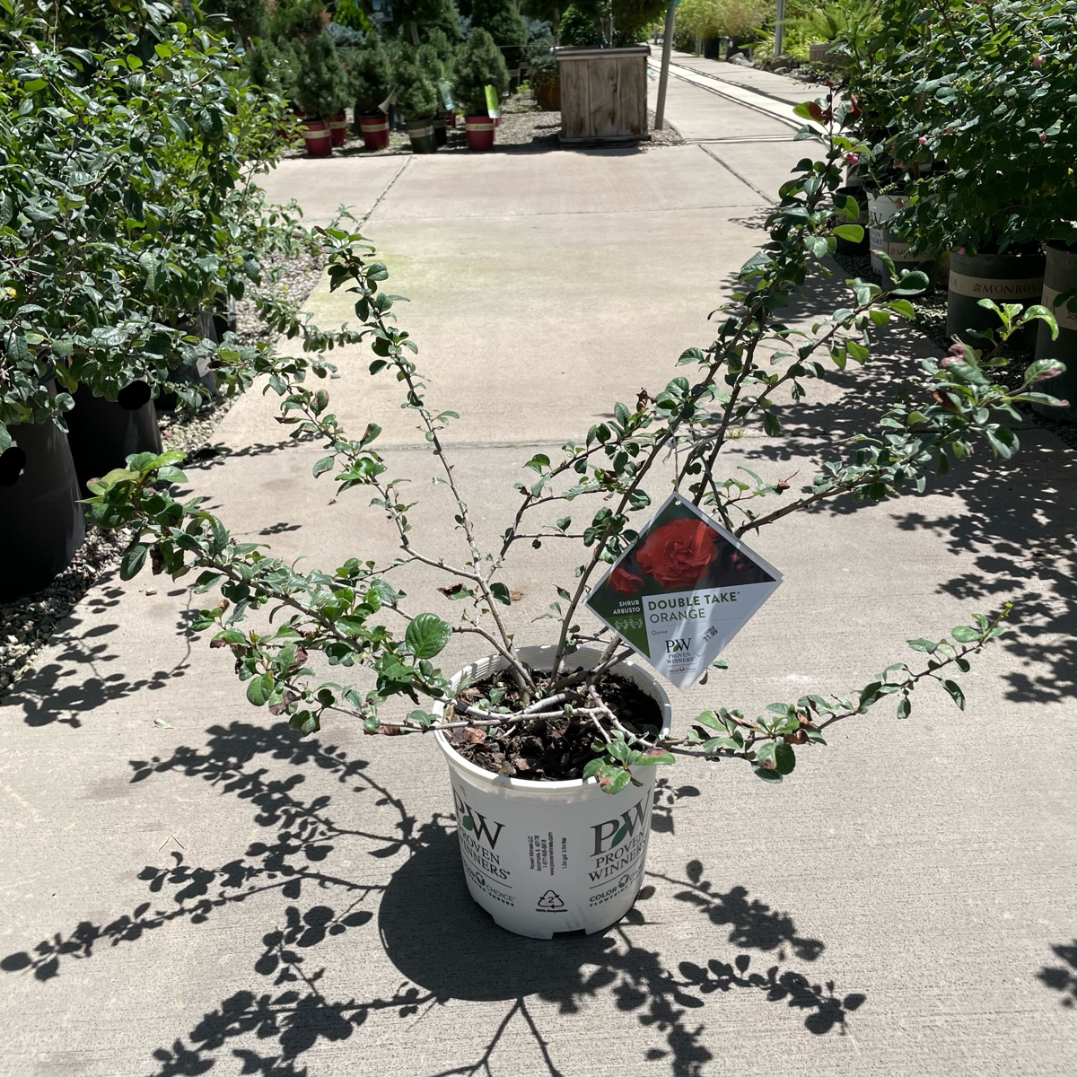 Orange Flowering Quince